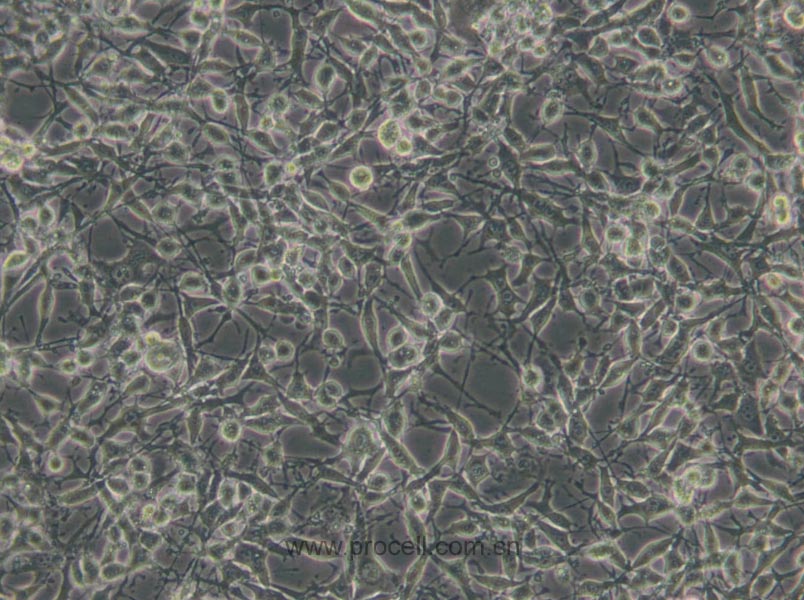 https://789.bio/ec/OKduiL