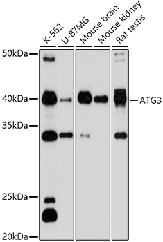 Western blot analysis of extracts of various cell lines using ATG3 Polyclonal Antibody at 1:1000 dilution.