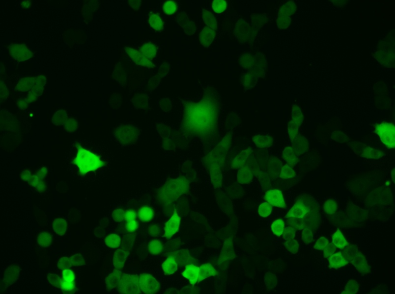 4T1-GFP Cell Complete Medium - 6