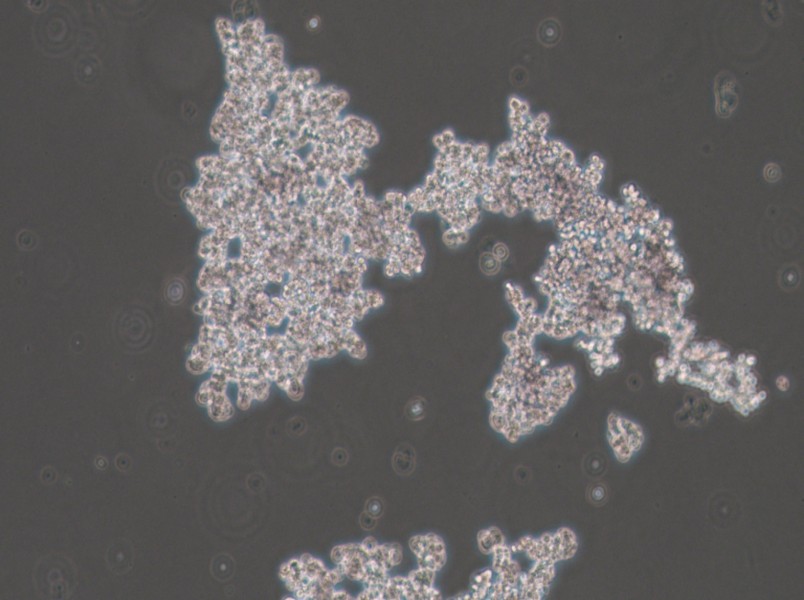 PC-12 (Undifferentiated) Cell Complete MediumPC-12 (Undifferentiated) Cell Complete Medium - 2