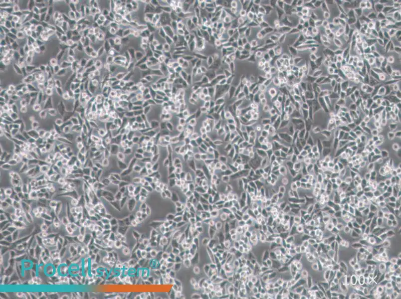 4T1 Cell Complete Medium - 3