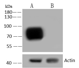 Recombinant CD155/PVR/NECL5 Monoclonal Antibody - small - 2