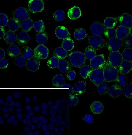 Recombinant CD7 Monoclonal Antibody - small - 4