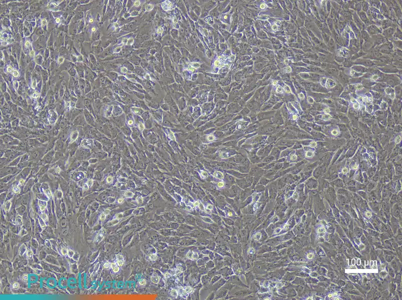 Rabbit Chondrocyte Complete Medium - 1