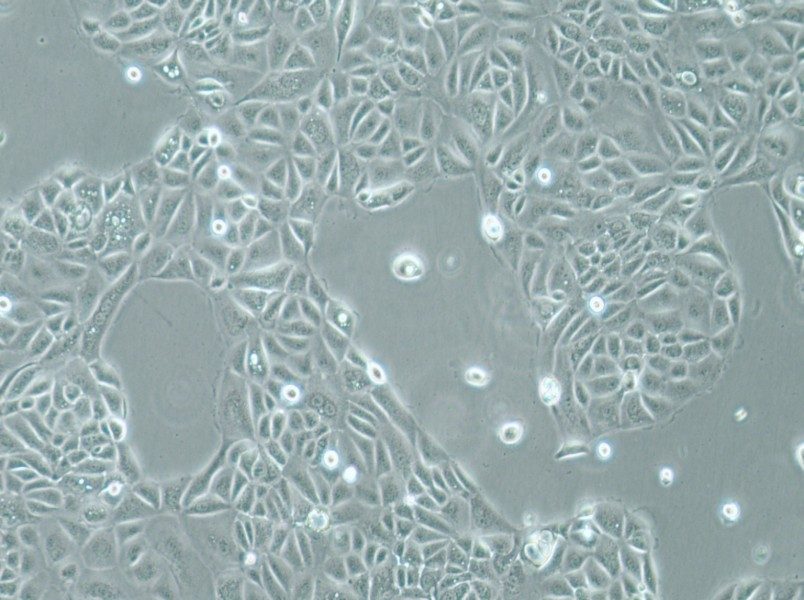 Panc 05.04 Cell Complete Medium-searchlist-1