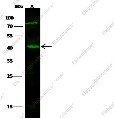 VE-Cadherin/CD144/CDH5 Monoclonal Antibody - 1
