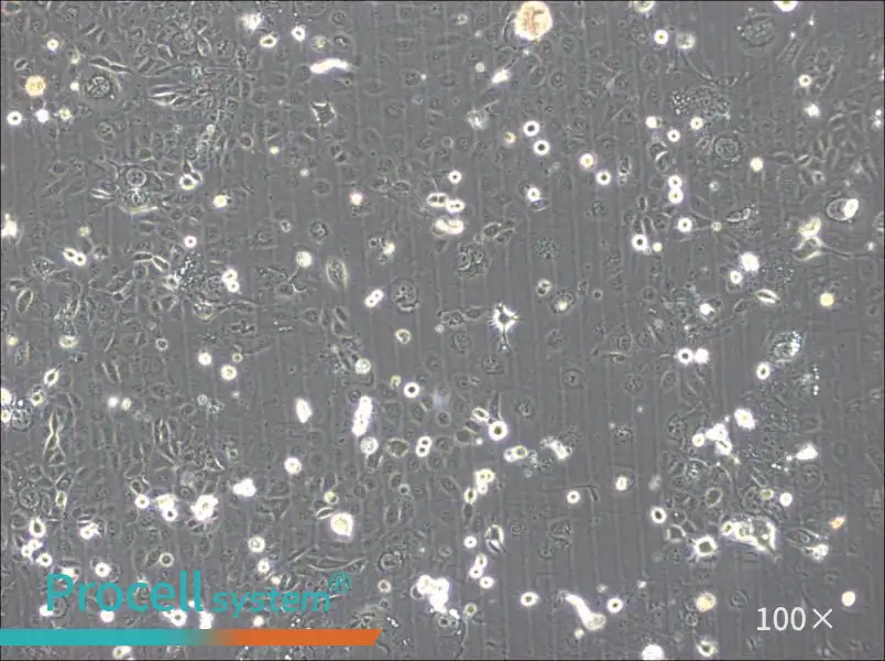 SVCT Cell Complete Medium - 3