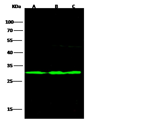 Recombinant UCHL3 Monoclonal Antibody - small - 2
