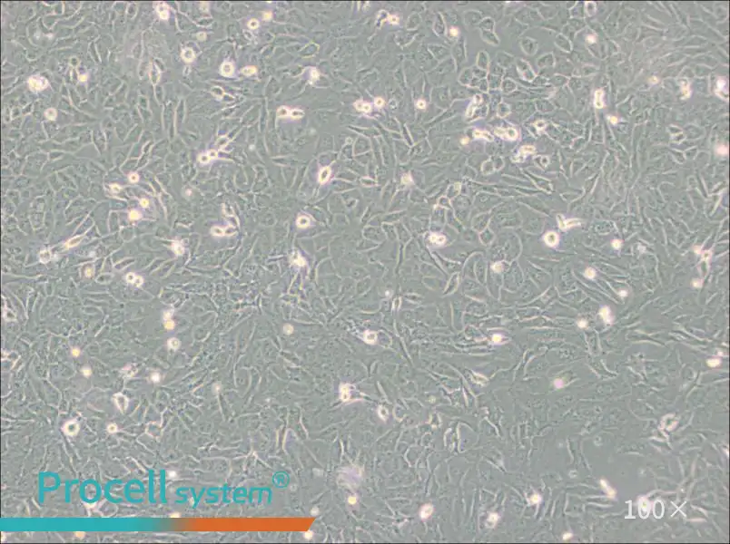 SW872 (L15) Cell Complete Medium - 1