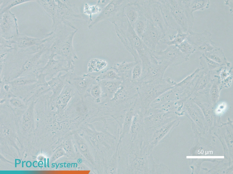 NRK-49F Cell Complete Medium - 4