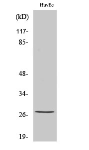 Western Blot analysis of HuvEc cells with Phospho-HSP27 (Ser82) Polyclonal Antibody at dilution of 1:1000