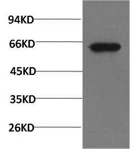 Western Blot analysis of PC3 cells using Phospho-AKT1 (Ser473) Monoclonal Antibody at dilution of 1:1000.