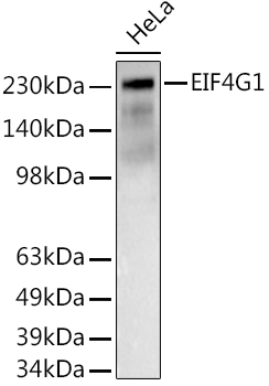 Western blot analysis of extracts of HeLa cells using EIF4G1 Polyclonal Antibody at 1:500 dilution.