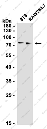 Recombinant Protein CASP Monoclonal Antibody - 1
