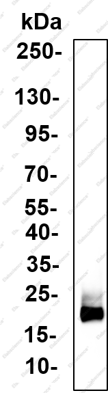 Recombinant FGF-1 Monoclonal Antibody - 1