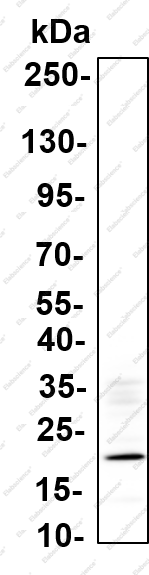 Recombinant TSPO Monoclonal Antibody - 4