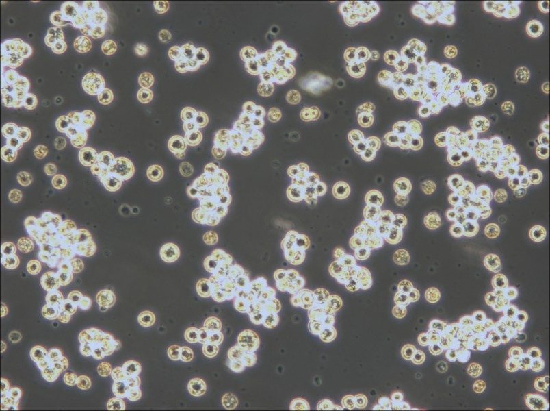 Akata Cell Complete Medium - small - 6