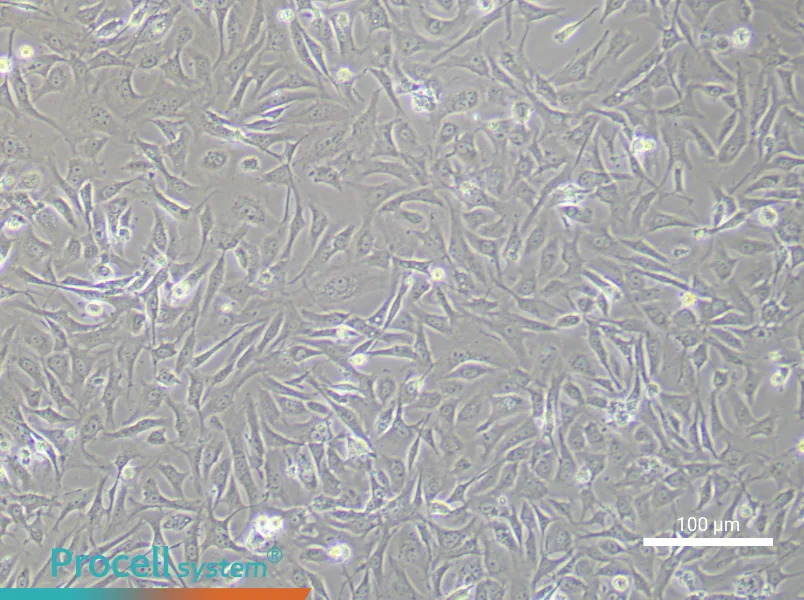 Mouse Embryonic Fibroblast (Mitomycin C treated) Complete MediumMouse Embryonic Fibroblast (Mitomycin C treated) Complete Medium - 2
