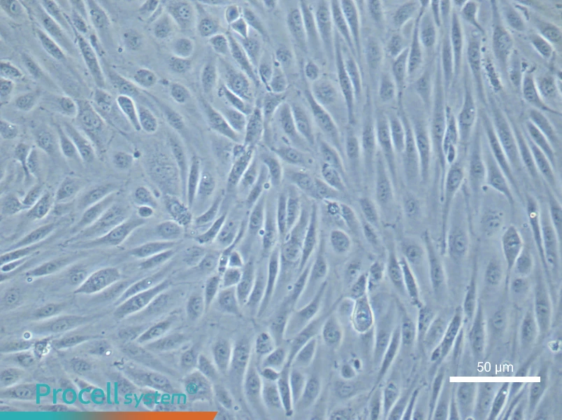 Human Umbilical Vein Endothelial Cell Complete Medium - small - 7