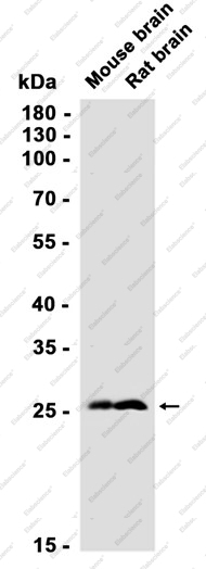 Recombinant 14-3-3 gamma Monoclonal Antibody - 1