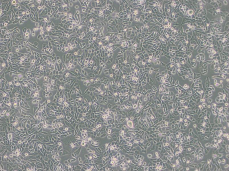 CHO Cell Complete Medium-searchlist-1