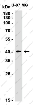 Recombinant GNAI2 Monoclonal Antibody - 2
