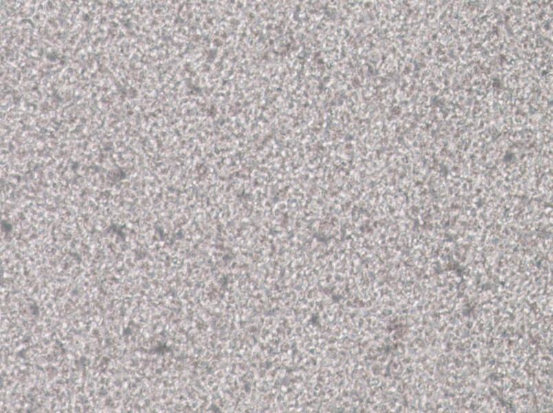 SU-DHL-1 Cell Complete Medium - 2