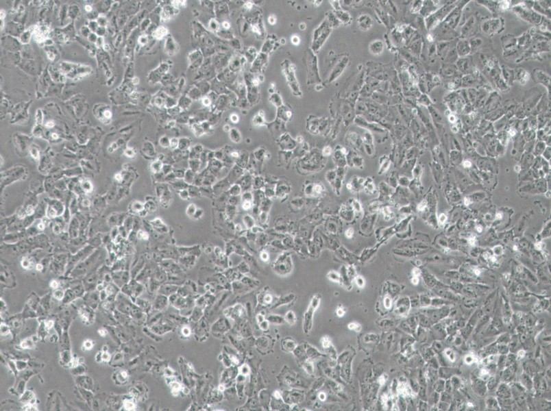 H4 Cell Complete Medium-searchlist-1