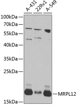 Western blot analysis of extracts of various cell lines using MRPL12 Polyclonal Antibody at 1:1000 dilution.