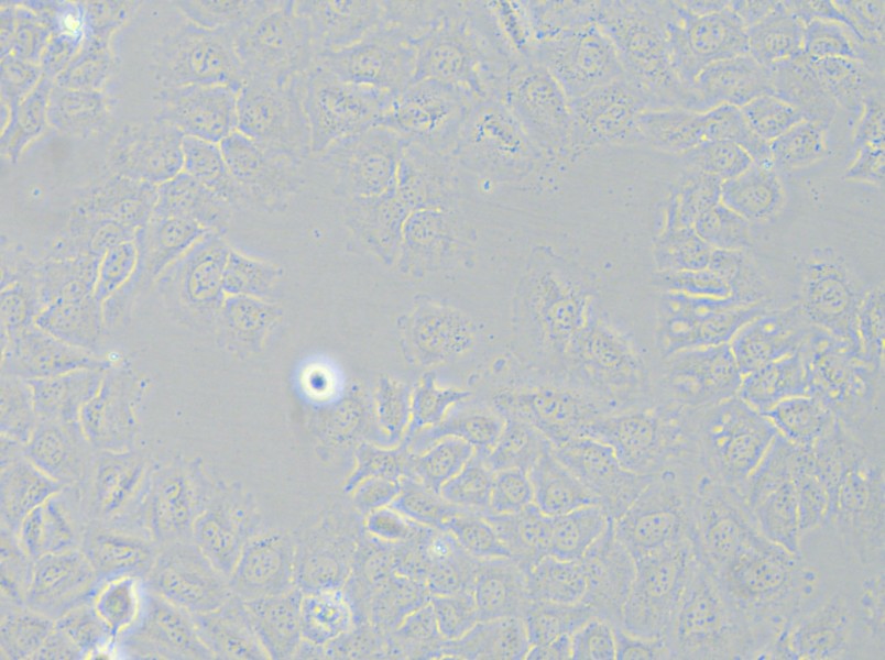 HCC-44 Cell Complete Medium - small - 5