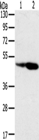 Western Blot analysis of Hepg2 and hela cell using SNX8 Polyclonal Antibody at dilution of 1:400