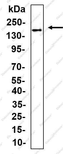 Recombinant CD13 Monoclonal Antibody - 1