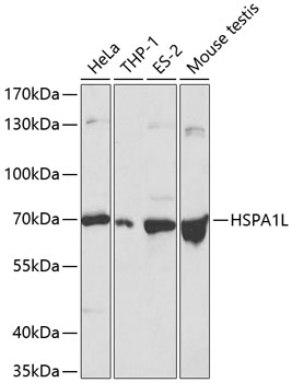 Western blot analysis of extracts of various cell lines using HSPA1L Polyclonal Antibody at 1:500 dilution.