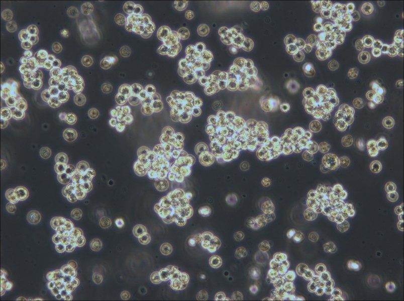 Akata Cell Complete Medium - small - 4