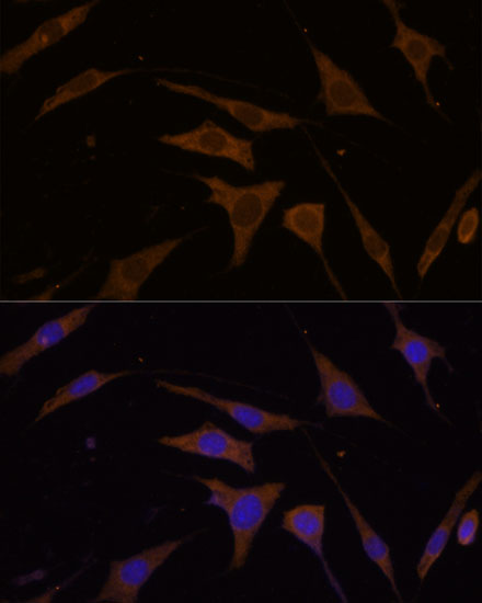 Immunofluorescence analysis of L929 cells using RPL7 Polyclonal Antibody at dilution of  1:100 (40x lens). Blue: DAPI for nuclear staining.