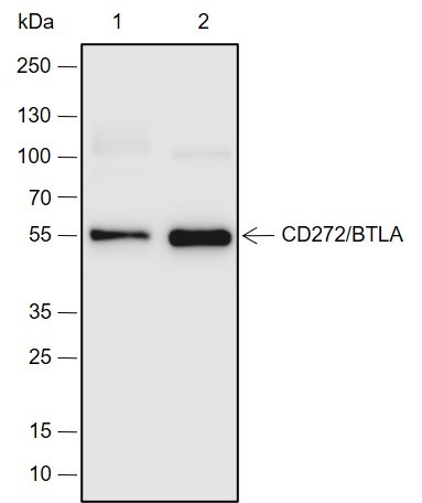 Recombinant CD272/BTLA Monoclonal Antibody-searchlist-1