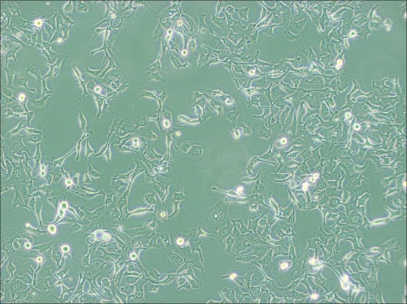 KYSE-410 Cell Complete Medium-searchlist-1