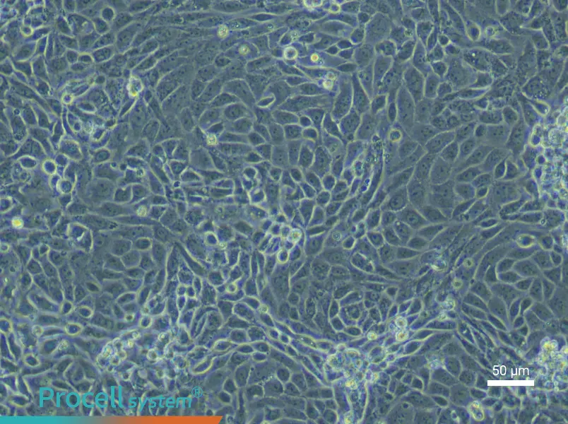 Mouse Placental Chorionic Trophoblast Cell Complete Medium - 6