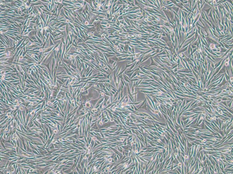 MEL270 Cell Complete Medium - 3