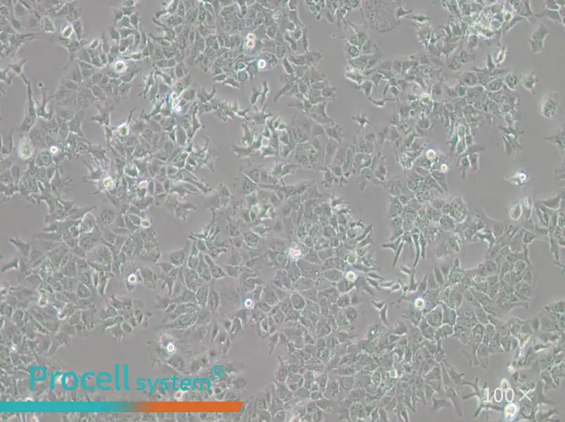 HuH-7 Cell Complete Medium - 2