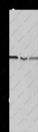 PSMD9 Polyclonal Antibody - 1