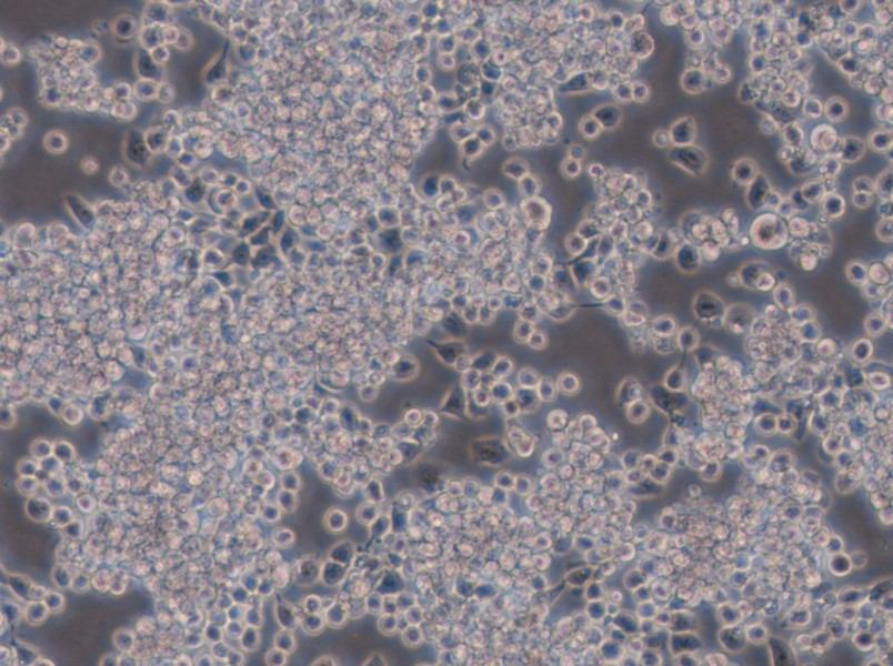 Y3-Ag 1.2.3 Cell Complete Medium - 4