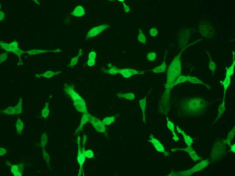 CT26.WT-GFP Cell Complete Medium - 5