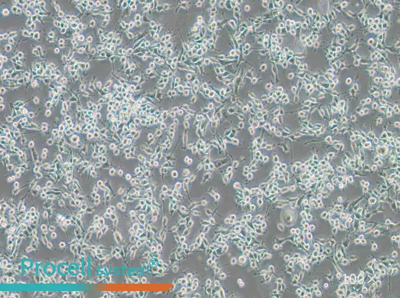 MADB106 Cell Complete Medium - 3