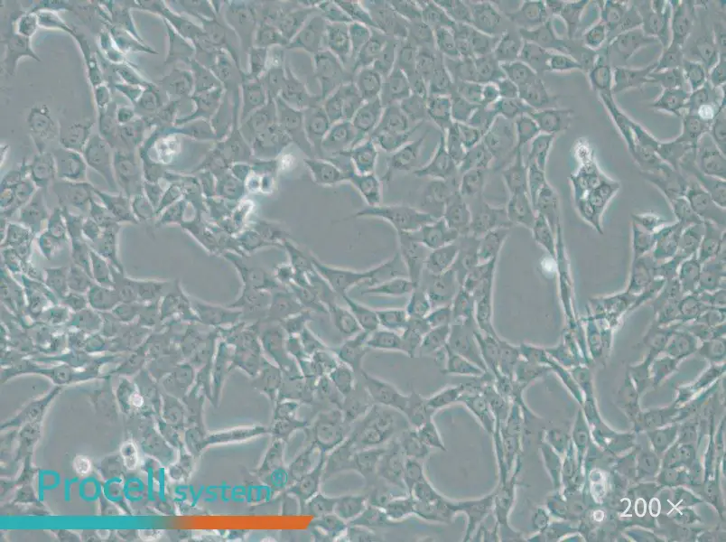 ATDC-5 Cell Complete Medium - 4