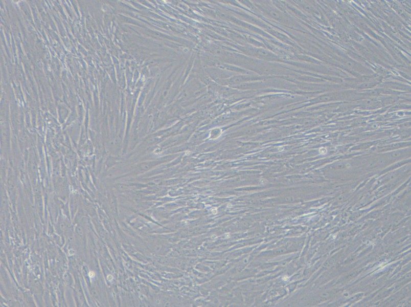IMR-90 Cell Complete Medium - small - 2