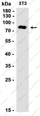 Recombinant RanGAP1 Monoclonal Antibody - 1