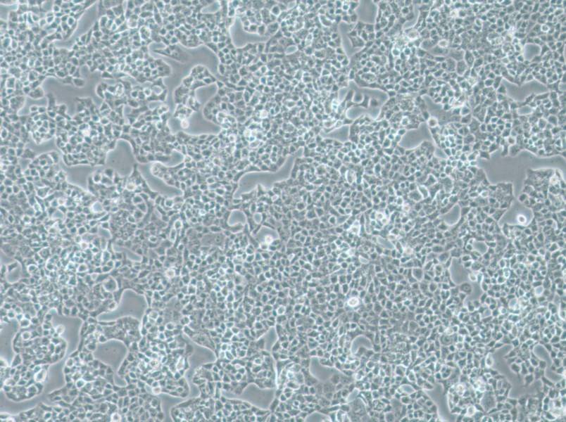 RPMI-2650 Cell Complete Medium-searchlist-1