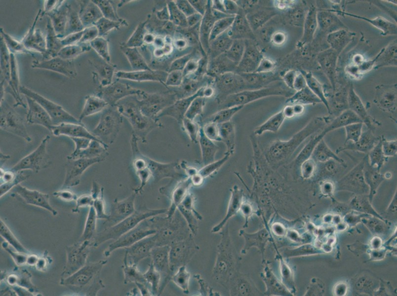 SF-295 Cell Complete Medium - small - 6