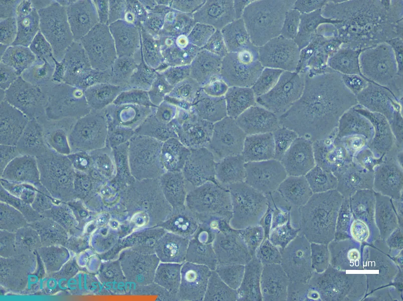 Rabbit Corneal Epithelial Cell Complete Medium - 5
